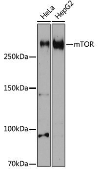 Anti-mTOR Rabbit pAb