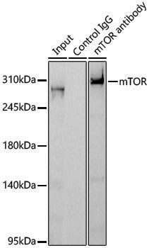 Anti-mTOR Rabbit pAb