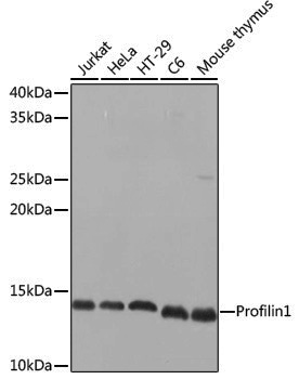 Anti-Profilin 1 Rabbit pAb