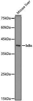 Anti-IKB alpha Rabbit pAb