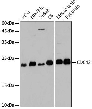 Anti-CDC42 Rabbit pAb