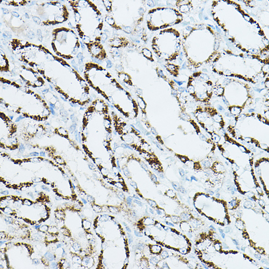 Anti-CDC42 Rabbit pAb