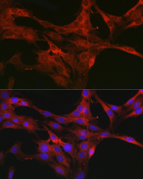 Anti-CDC42 Rabbit pAb