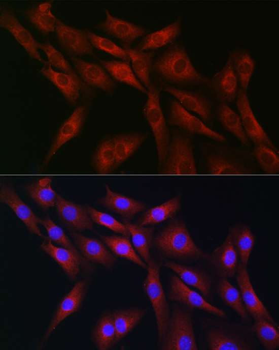 Anti-CDC42 Rabbit pAb