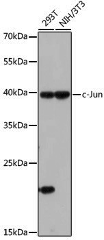 Anti-c-Jun Rabbit pAb