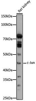 Anti-c-Jun Rabbit pAb