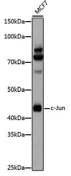 Anti-c-Jun Rabbit pAb
