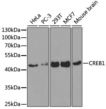 Anti-CREB1 Rabbit pAb