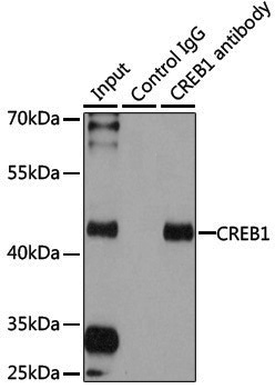 Anti-CREB1 Rabbit pAb