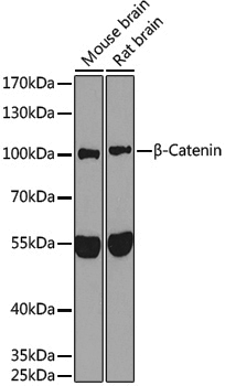 Anti-beta Catenin Rabbit pAb