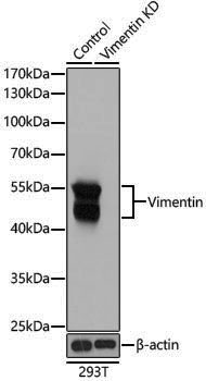 [KD Validated] Anti-Vimentin Rabbit pAb