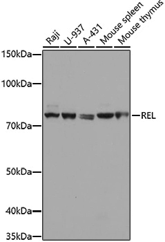 Anti-c-Rel Rabbit pAb