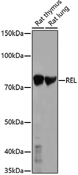 Anti-c-Rel Rabbit pAb