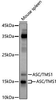 Anti-TMS1 Rabbit pAb