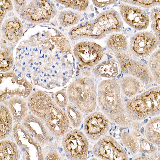 Anti-TMS1 Rabbit pAb