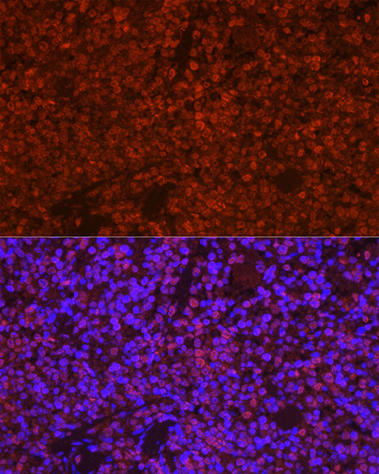 Anti-TMS1 Rabbit pAb