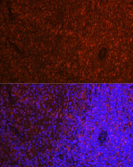Anti-TMS1 Rabbit pAb
