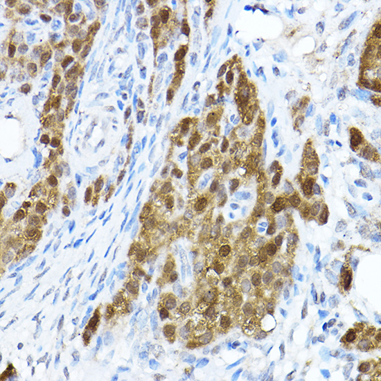 Anti-STAT1 Rabbit pAb
