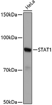 Anti-STAT1 Rabbit pAb