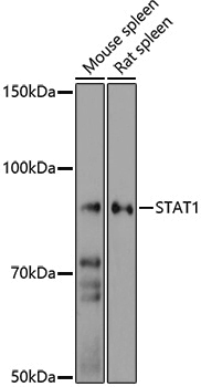 Anti-STAT1 Rabbit pAb