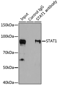 Anti-STAT1 Rabbit pAb