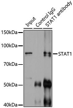 Anti-STAT1 Rabbit pAb