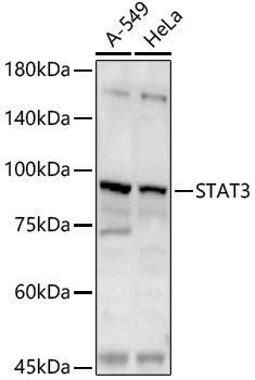 Anti-STAT3 Rabbit pAb