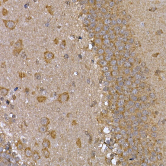Anti-STAT3 Rabbit pAb