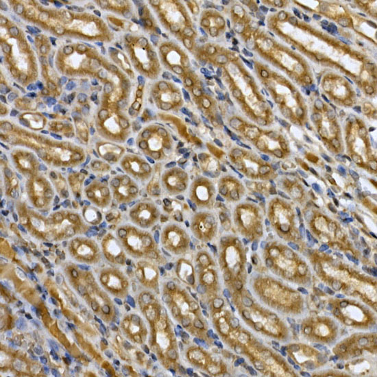 Anti-STAT3 Rabbit pAb