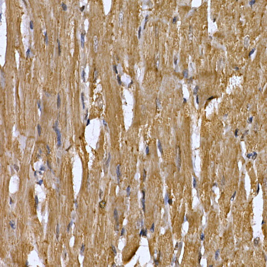 Anti-STAT3 Rabbit pAb