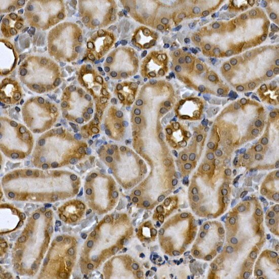 Anti-STAT3 Rabbit pAb