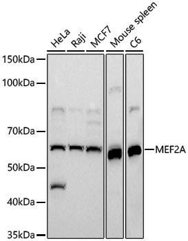 Anti-MEF2A Rabbit pAb