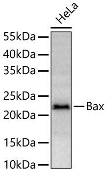 Anti-Bax Rabbit pAb