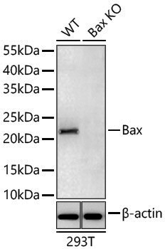 Anti-Bax Rabbit pAb
