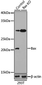 Anti-Bax Rabbit pAb