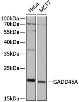 Anti-GADD45A Rabbit pAb