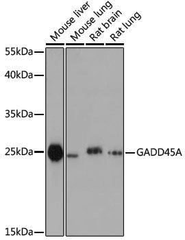 Anti-GADD45A Rabbit pAb