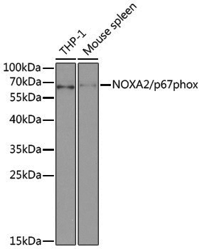 Anti-NOXA2/p67phox Rabbit pAb