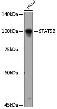 Anti-STAT5b Rabbit pAb