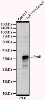 Anti-SNAI1 Rabbit pAb