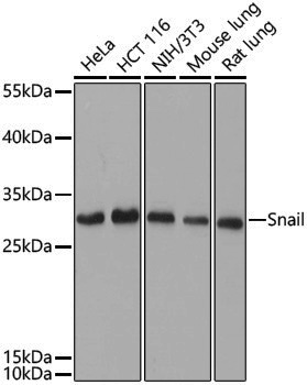Anti-SNAI1 Rabbit pAb