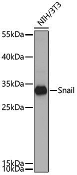 Anti-SNAI1 Rabbit pAb