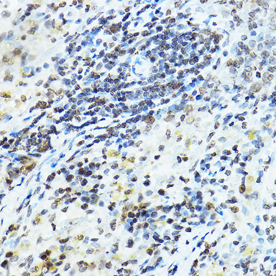Anti-SNAI1 Rabbit pAb