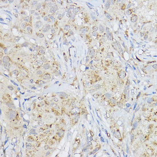 Anti-MMP3 Rabbit pAb