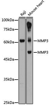 Anti-MMP3 Rabbit pAb