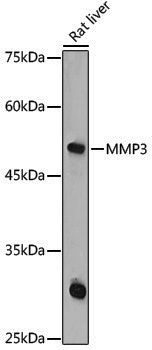 Anti-MMP3 Rabbit pAb