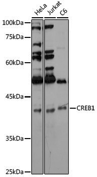 Anti-CREB1 Rabbit pAb