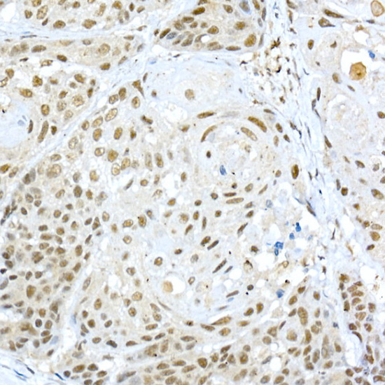 Anti-CREB1 Rabbit pAb