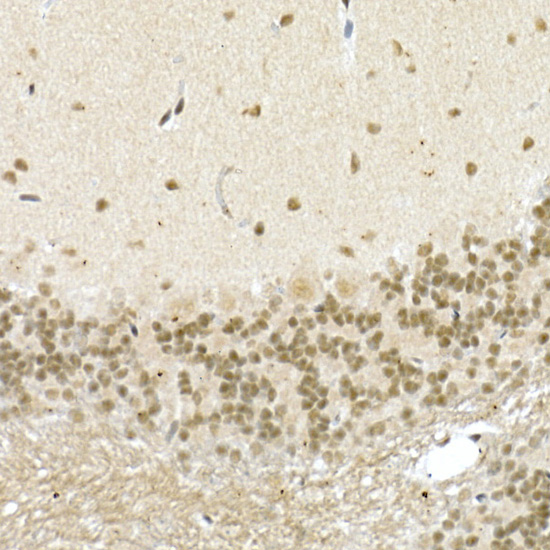 Anti-CREB1 Rabbit pAb