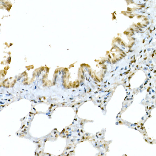 Anti-CREB1 Rabbit pAb